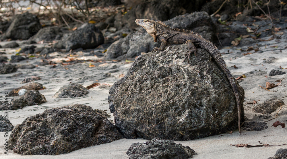 Obraz premium basking iguana