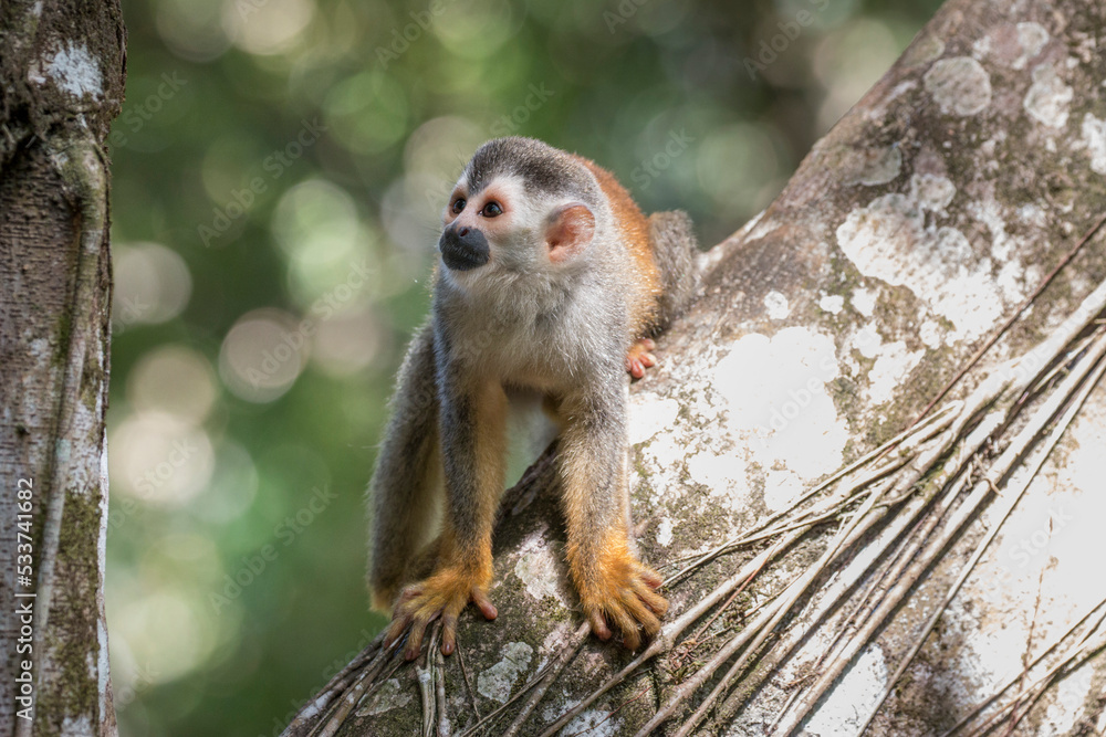 Obraz premium Squirrel monkey
