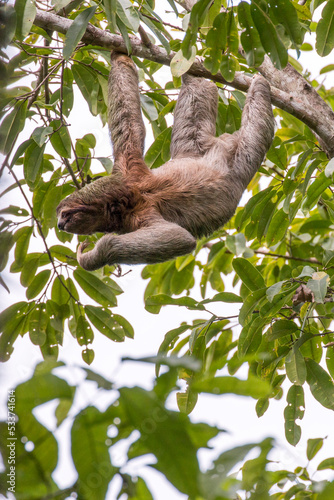 sloth, © Hodossy