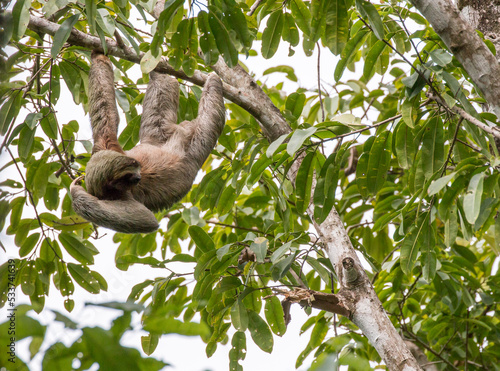 sloth, © Hodossy