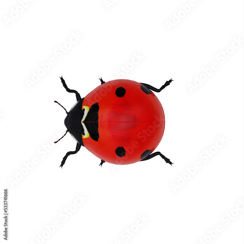 Ladybug © onay