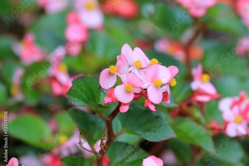 Begonia flowers on a flowerbed on a blurry background 