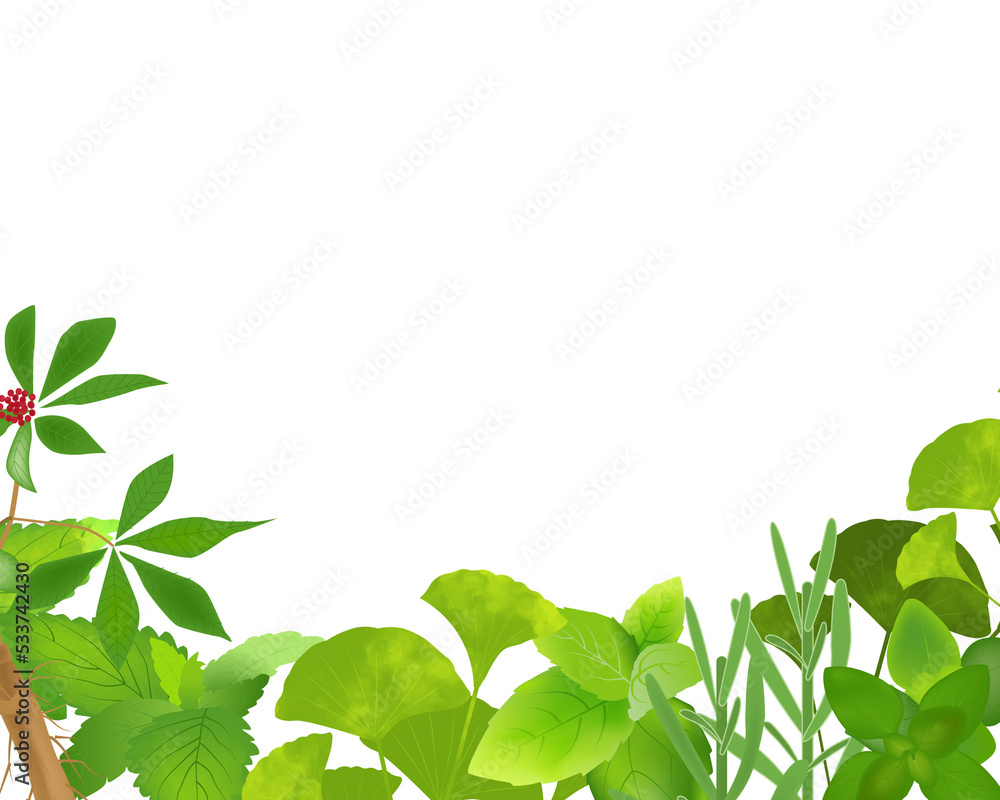 Medicinal plant leaves.Frame of green leaves Medicinal plant leaves.Frame of green leaves