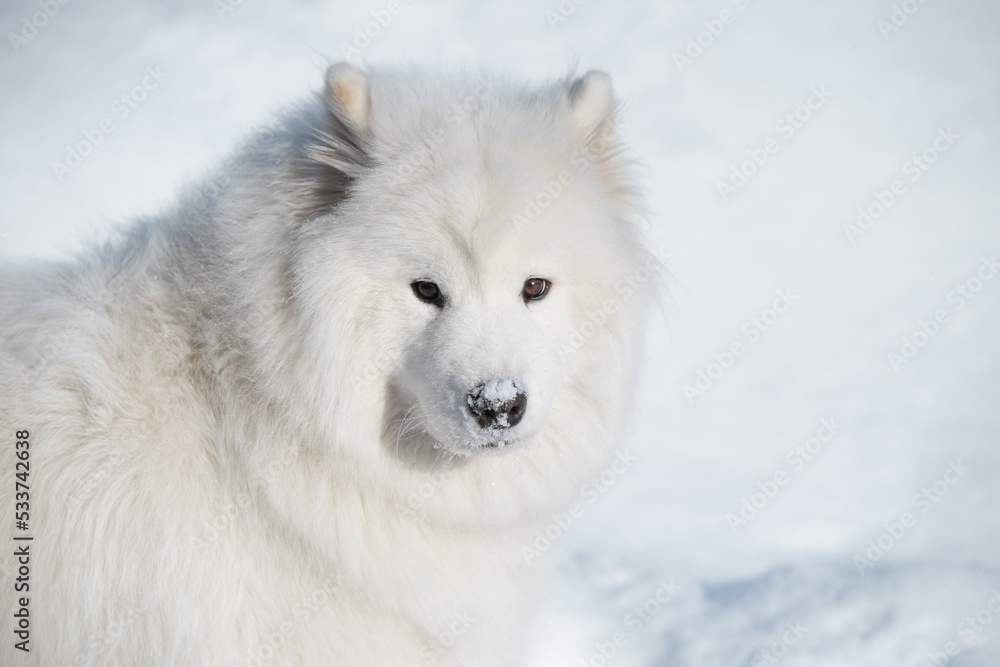 Samoyed white dog close up on snow outside on winter background