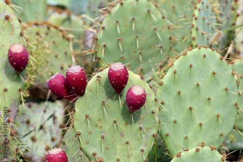 Ripening fruits of Prickly pear cactus
