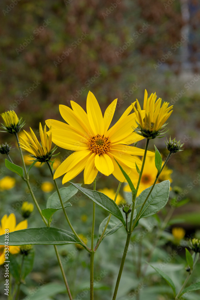 Yellow flowers of The Jerusalem artichoke (Helianthus tuberosus). Flowering sunroot, sunchoke, wild sunflower, topinambur or earth apple. Yellow flowers of The Jerusalem artichoke (Helianthus tuberosus). Flowering sunroot, sunchoke, wild sunflower, topinambur or earth apple.
