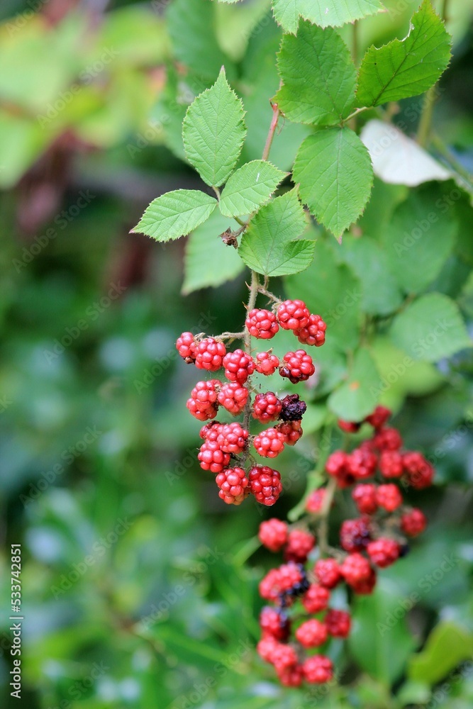 Red blackberry berries on branches with leaves on a blurry background
Red blackberry berries on branches with leaves on a blurry background