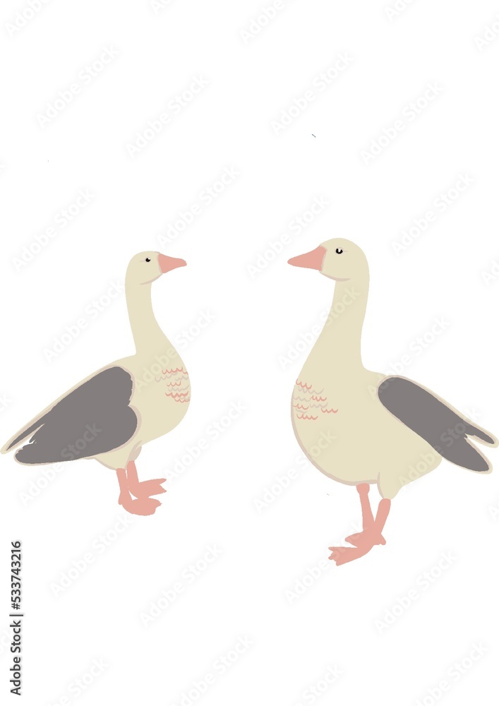 Fototapeta premium Illustration d’un duo d’oies. Couleur clair: blanc, rose clair et gris. 
