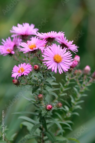 Pink Aster tataricus flowers in the park in autumn
 photo