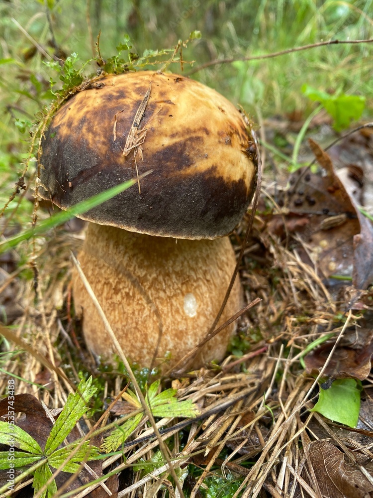 boletus mushroom in the forest boletus mushroom in the forest