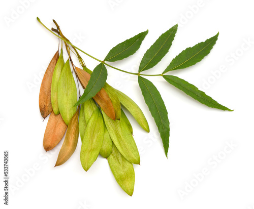 Fraxinus angustifolia, the narrow-leaved ash. Isolated on white photo