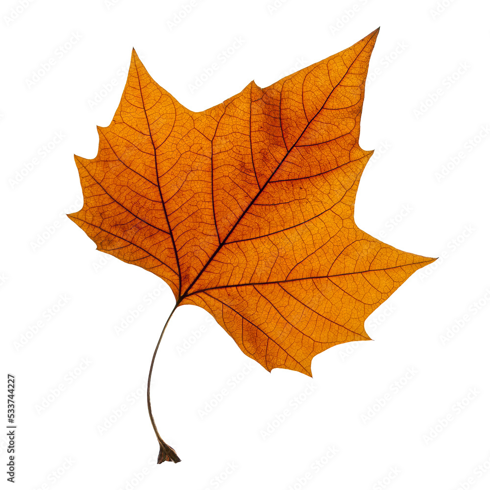 Fototapeta premium Autumn coloured maple leaf