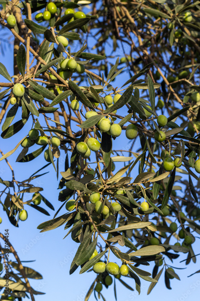 Green olives close up. Olive tree branch. Organic products. Green olives close up. Olive tree branch. Organic products.