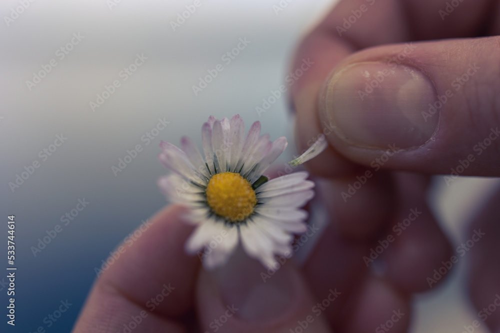 Chamomile petal tears off a woman's hand close-up Chamomile petal tears off a woman's hand close-up