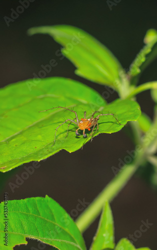 Lynx spider (Oxyopidae) sitting on a green leaf. Oxyopes Shweta is a species of lynx spider. This spider is distributed in India and China. An active hunter is commonly seen in green leaves.