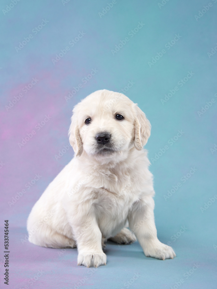 puppy on a blue background. Golden Retriever in the studio. cute dog puppy on a blue background. Golden Retriever in the studio. cute dog