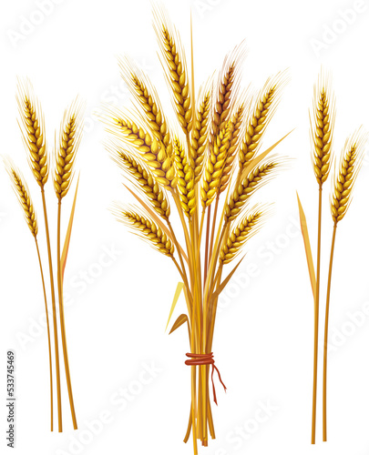 Spike of wheat