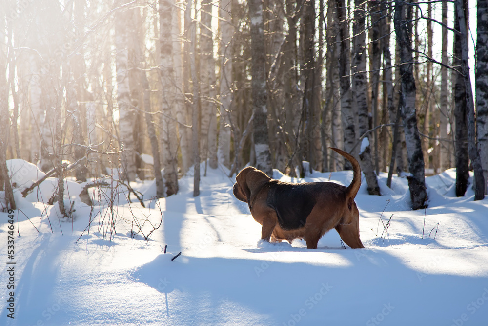 An adult Bloodhound walks through a snowy forest. Walking the dog in winter.