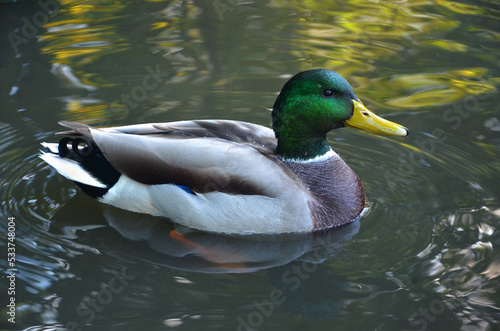 Portrait of wild duck mallard male peacefully swimming in the park pond. Free copy space © Mariana