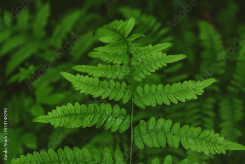 a fern leaf on a natural green background in the forest, daylight