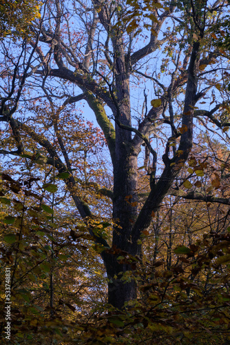 Old oak tree crown backlite in fall