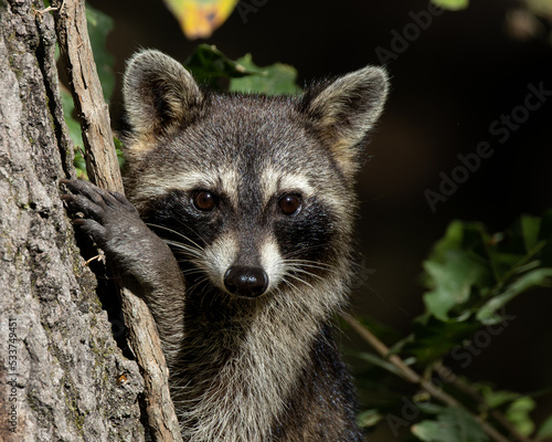 фотографія Raccoon in the morning light on the edges of Mingo Swamp in southeast Missouri