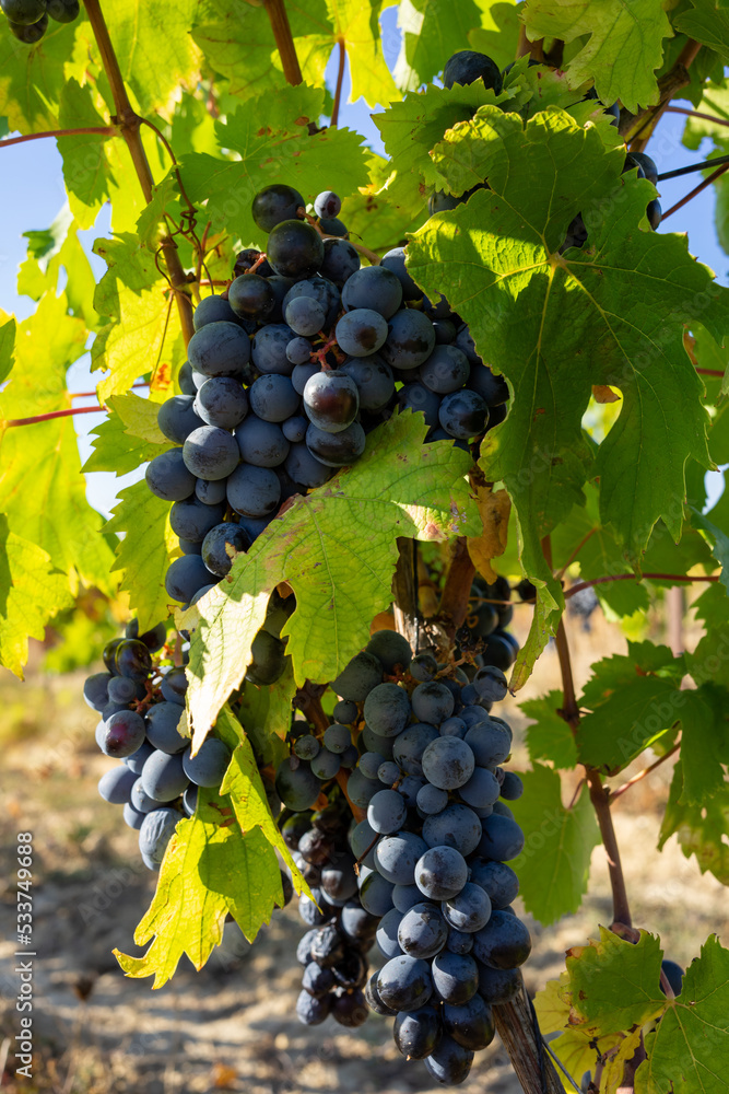 Close up of grapes on a vine in the fields of Bordeaux. Summer mood in the french wine region. Wine