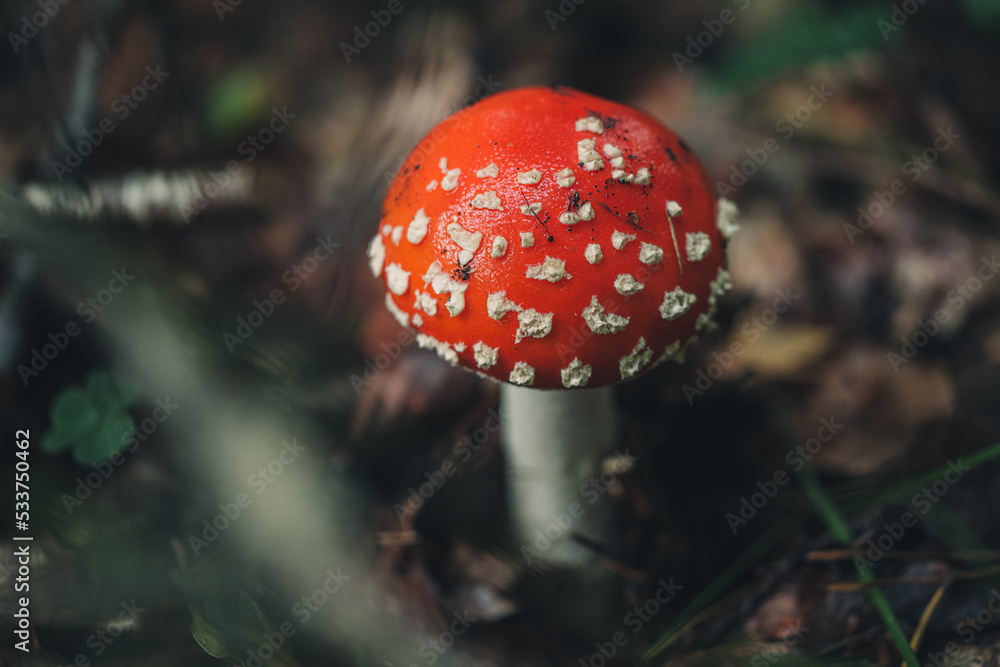 Raw Amanita muscaria mushrooms in the forest Raw Amanita muscaria mushrooms in the forest