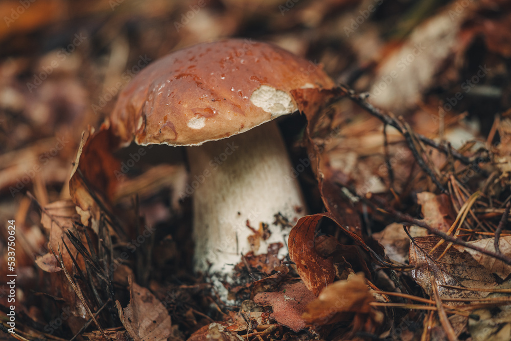 Fototapeta premium Finding fresh Porcini mushrooms in the forest
