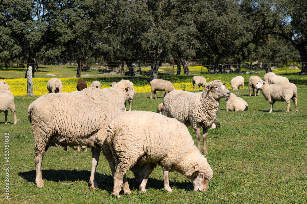 Rebaño de ovejas pasta en una dehesa Española