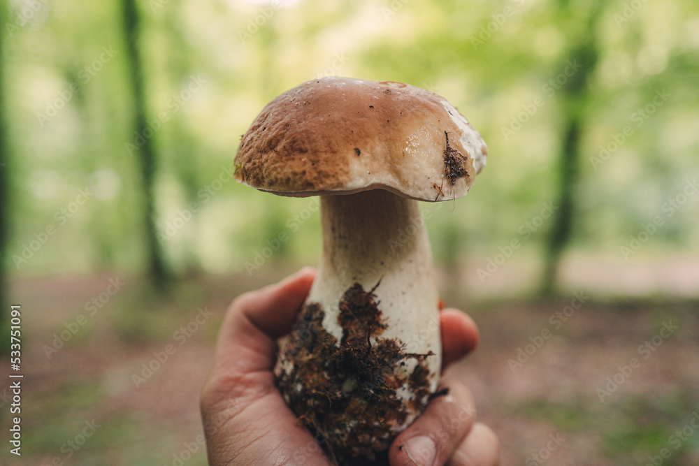 Finding fresh Porcini mushrooms in the forest Finding fresh Porcini mushrooms in the forest