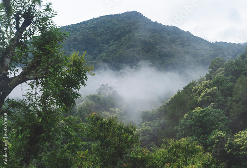 Fog in tropical rainforest during rain season in Nepal