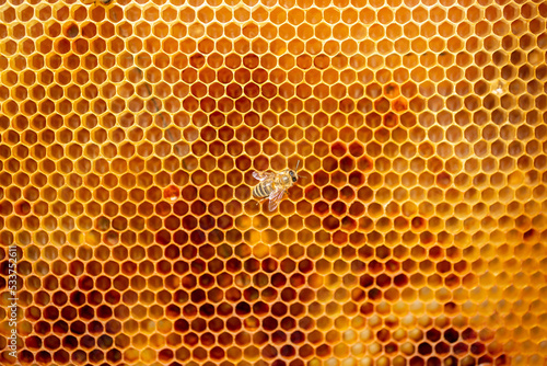 Beautiful honeycomb with bees close-up. A swarm of bees crawls through the combs collecting honey. Beekeeping, wholesome food for health.