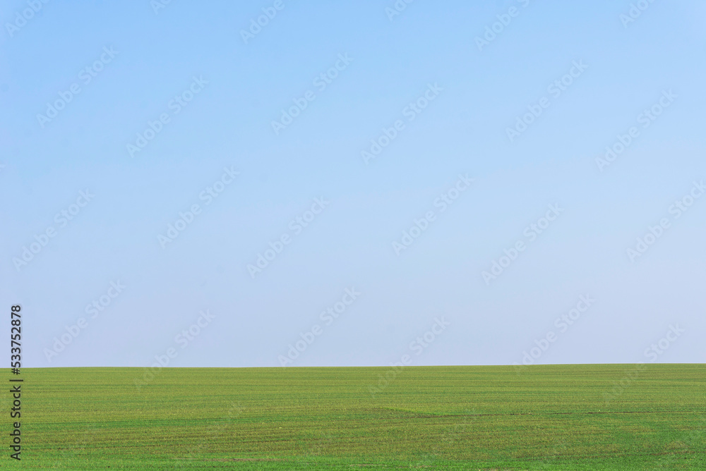 Fototapeta premium Green field with blue sky as background.