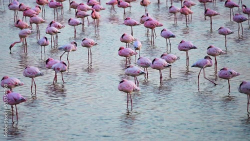 Closeup footage of pink flamingos in the lake in kenya. Birds in amboseli park photo