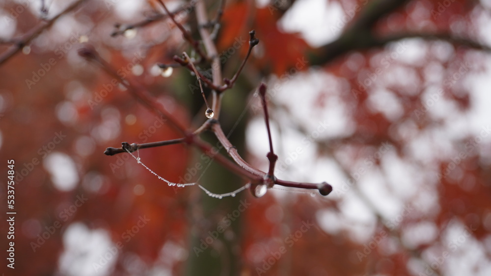 Beautiful Red maple leaves shrouded in thick autumn fog in foreground and blurry background Beautiful Red maple leaves shrouded in thick autumn fog in foreground and blurry background