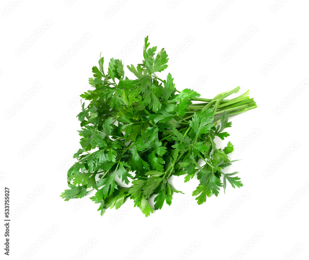 Curly Parsley Leaves Isolated Curly Parsley Leaves Isolated