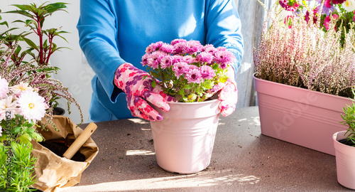 A woman is transplanting chrysanthemums into a pot, planting autumn flowers in pots, decorating a balcony or terrace in autumn, heather and Impatiens photo