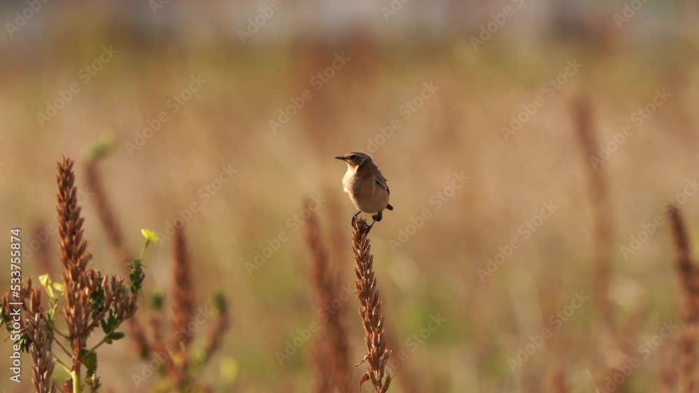 A Northern Wheatear or Wheatear (Oenanthe oenanthe) balancing in the top of a plant A Northern Wheatear or Wheatear (Oenanthe oenanthe) balancing in the top of a plant