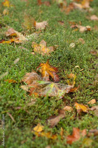 autumn leaf