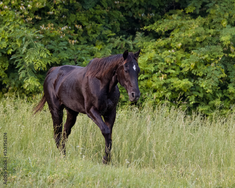 horse in the meadow horse in the meadow