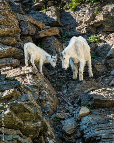 An adult mountain goat persuading a young goat to climb down the mountain photo