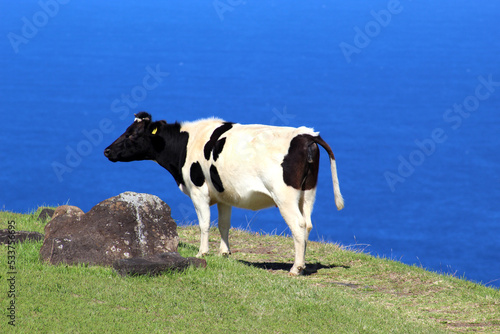 cow in a field