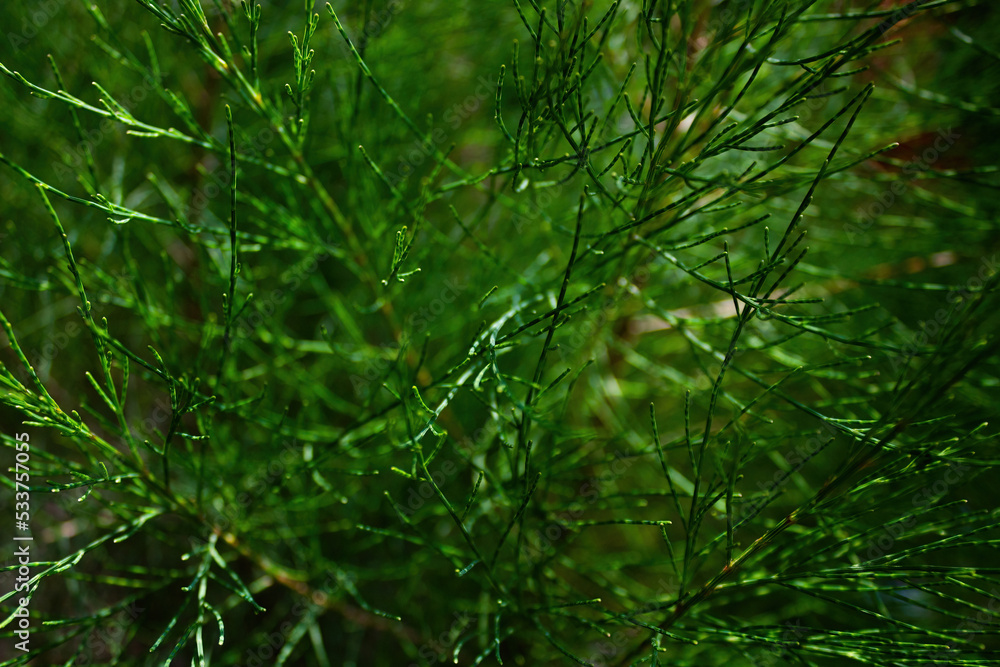 Fototapeta premium pianta da vicino closeup