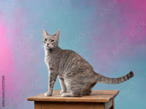 beautiful striped cat on a colored background. Pet in a photo studio. © annaav