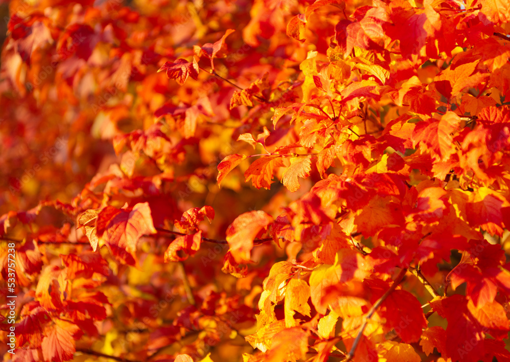 orange fall leaves on branch. selective focus of orange fall leaves. fall season with orange leaves