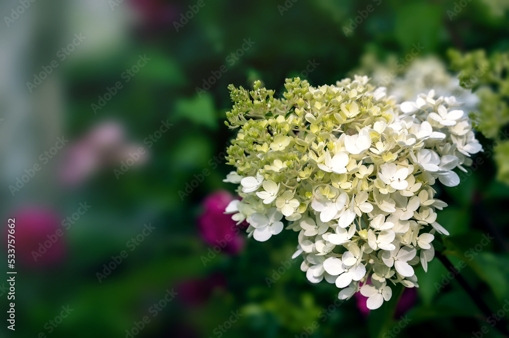 Pink-white inflorescences of paniculata hydrangea Hydrangea paniculata of the Vanille Fraise variety with a slight greenish tinge. Pink-white inflorescences of paniculata hydrangea Hydrangea paniculata of the Vanille Fraise variety with a slight greenish tinge.