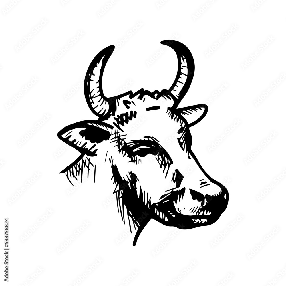 Head of a cow. Vintage vector line drawing.
