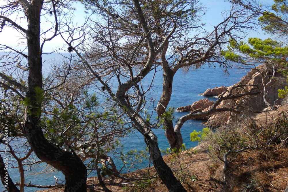 Pines, rocks and cliffs on the catalan costa brava in the mediterranean sea Pines, rocks and cliffs on the catalan costa brava in the mediterranean sea