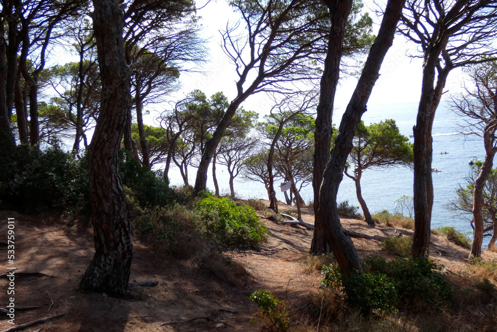 Coast with rocks and blue sea full of trees that reach almost to the sea. Coast with rocks and blue sea full of trees that reach almost to the sea.